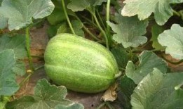 静海吃瓜的网红叫什么名字,揭秘网红“静海吃瓜”的爆红之路