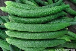黄瓜农药爆料视频,黄瓜农药滥用视频曝光，食品安全引关注