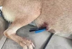 娱乐圈爆料流浪狗是谁啊,流浪狗身份揭秘！